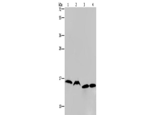 HIST1H2AH Polyclonal Antibody Store at -20°C