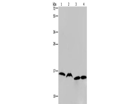 HIST1H2AH Polyclonal Antibody Store at -20°C