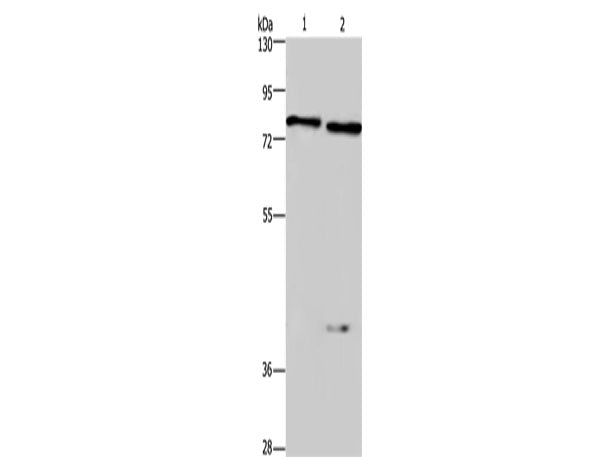COL4A3BP Polyclonal Antibody Store at -20°C
