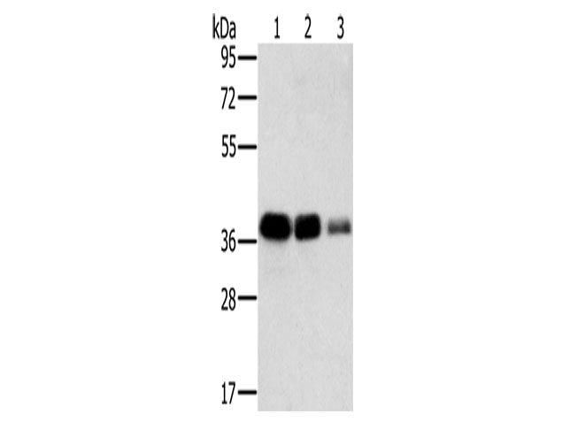 MTFR1 Polyclonal Antibody