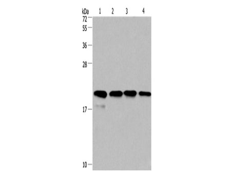 Cyclophilin F Polyclonal Antibody Store at -20°C