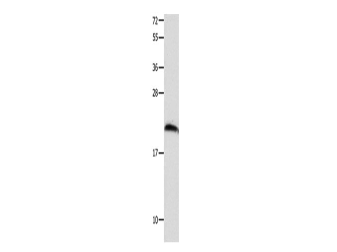 FGF12 Polyclonal Antibody Store at -20°C