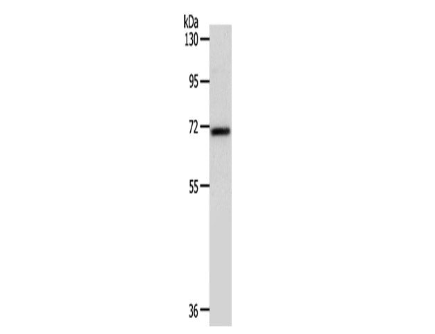SOX-13 Polyclonal Antibody