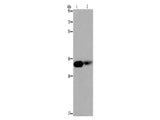 LIMS1 Polyclonal Antibody