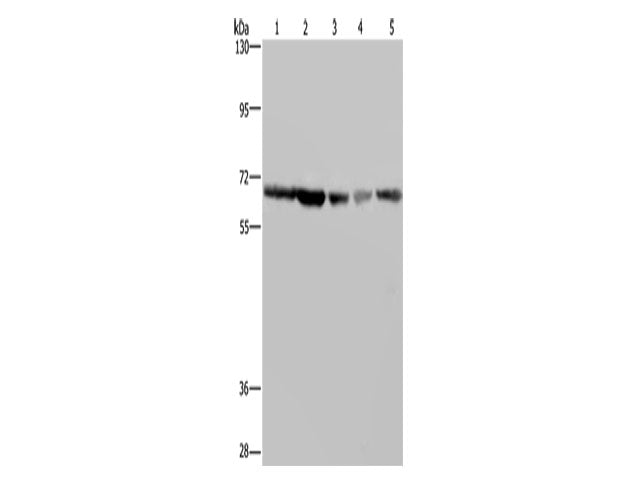 GNL3 Polyclonal Antibody Store at -20°C