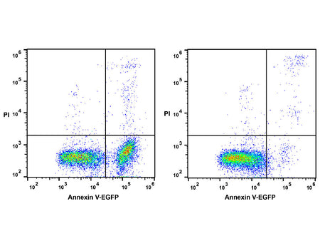 Annexin V-EGFP/PI Apoptosis Kit, Cell Assays, Elabscience Biotechnology, MSE Supplies