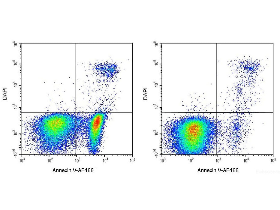 Annexin V-Elab Fluor® 488/DAPI Apoptosis Kit, Cell Assays, Elabscience Biotechnology, MSE Supplies