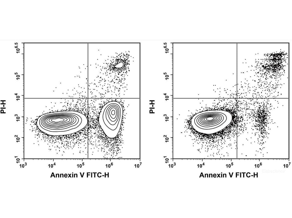 Annexin V-FITC Azide-Free Lyophilized Powder, Cell Assays, Elabscience Biotechnology, MSE Supplies