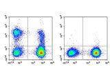 APC Anti-Human CD56/NCAM Antibody[B-A19], Biomarkers, Elabscience Biotechnology, MSE Supplies