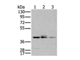 APOBEC3D Polyclonal Antibody