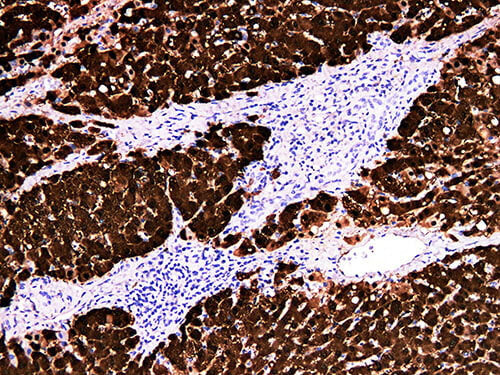 Arginase-1 Monoclonal Antibody Stored at -20°C
