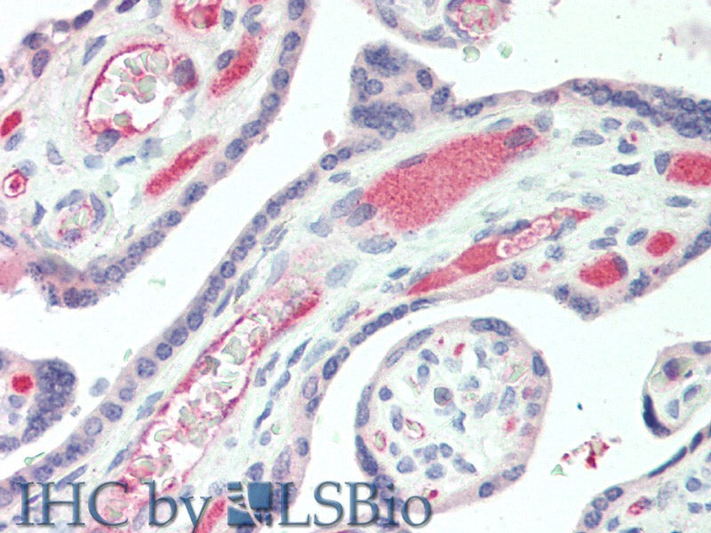 IBSP Polyclonal Antibody Store at -20°C