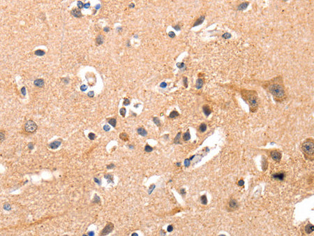 YWHAG Polyclonal Antibody Store at -20°C