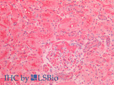 ENO1 Polyclonal Antibody Store at -20°C