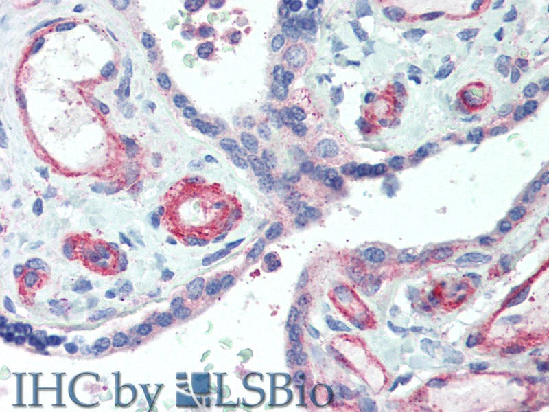 APOL2 Polyclonal Antibody Store at -20°C