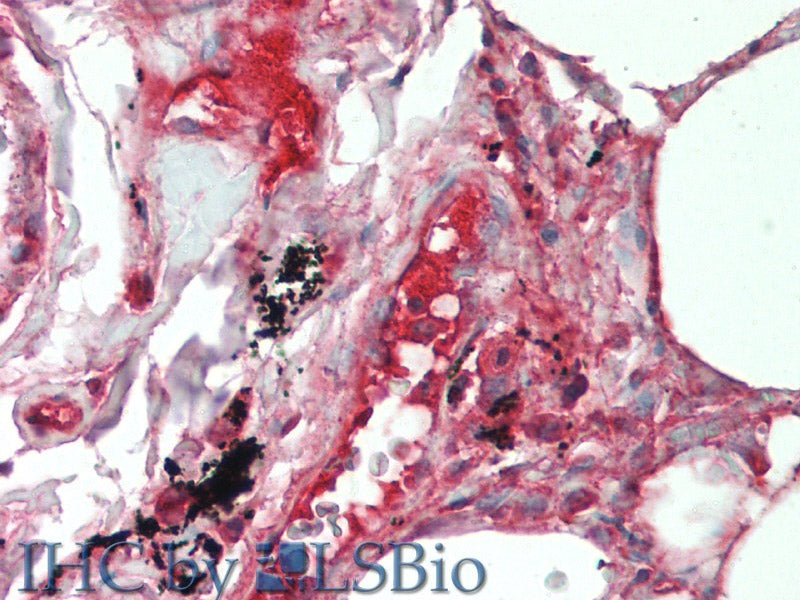 IL19 Polyclonal Antibody Store at -20°C