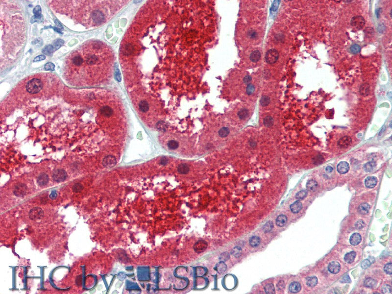 GPC6 Polyclonal Antibody Store at -20°C
