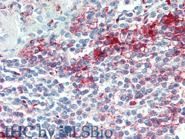 NLRP7 Polyclonal Antibody Store at -20°C