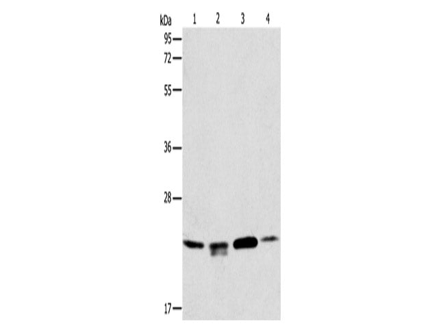 PRDX2 Polyclonal Antibody Store at -20°C