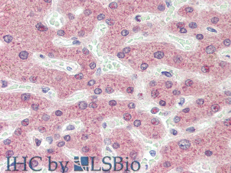 APOL1 Polyclonal Antibody Store at -20°C
