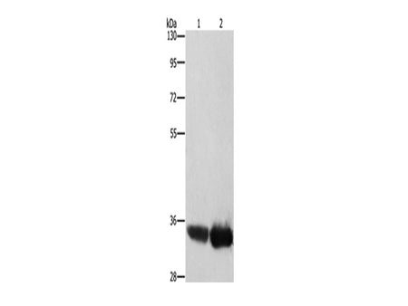 AIMP1 Polyclonal Antibody Store at -20°C