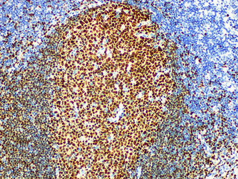 BOB.1 Monoclonal Antibody Stored at -20°C