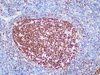 BOB.1 Monoclonal Antibody Stored at -20°C