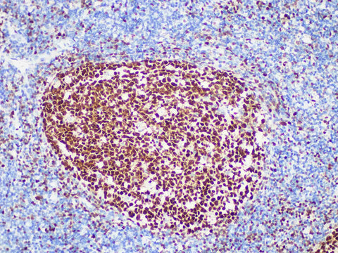 BOB.1 Monoclonal Antibody Stored at -20°C