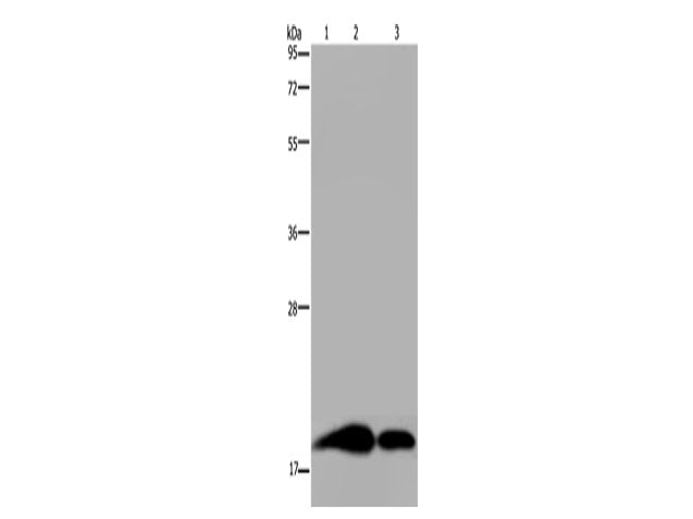 REG3G Polyclonal Antibody Store at -20°C