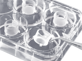 BrandTech Culture Inserts, BRAND Insert 2in1, For 12-Well Plates, BIO-CERT® CELL CULTURE QUALITY, Sterile - MSE Supplies LLC