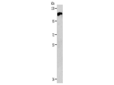 c-Fms Polyclonal Antibody Store at -20°C, Biomarkers, Elabscience Biotechnology, MSE Supplies