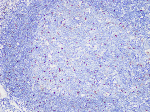 C-myc Monoclonal Antibody Stored at -20°C