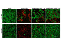 Calcein AM/PI Double Staining Kit, Cell Assays, Elabscience Biotechnology, MSE Supplies