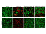 Calcein AM/PI Double Staining Kit, Cell Assays, Elabscience Biotechnology, MSE Supplies