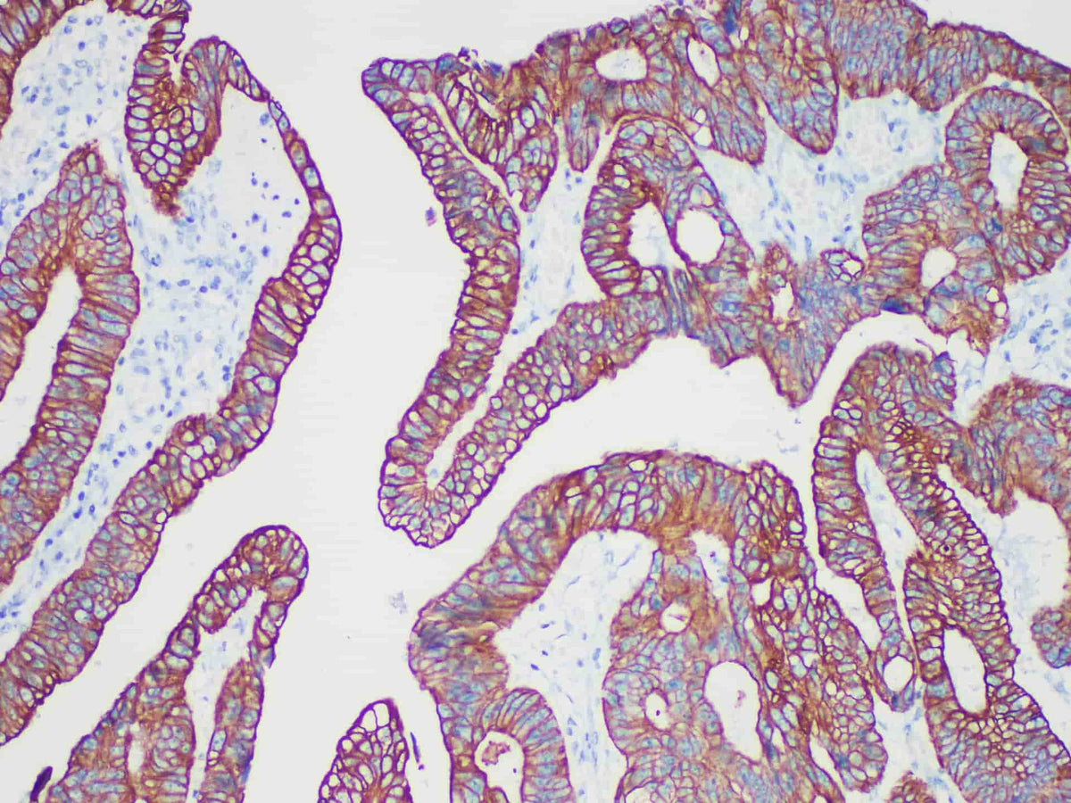 CAM5.2 Monoclonal Antibody
