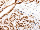 CASP9 (active) Polyclonal Antibody