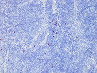 CD117/c-Kit Monoclonal Antibody Stored at -20°C