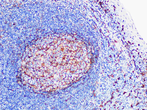 CD14 Monoclonal Antibody Stored at -20°C