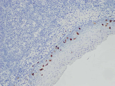 CD1a Monoclonal Antibody Stored at -20°C