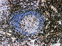 CD2 Monoclonal Antibody Stored at -20°C