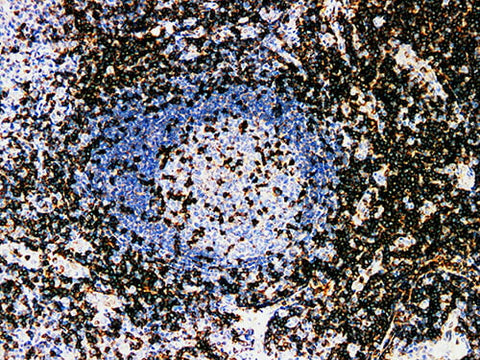 CD2 Monoclonal Antibody Stored at -20°C