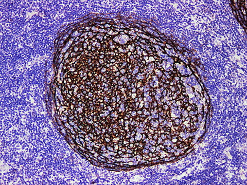 CD21 Monoclonal Antibody Stored at -20°C