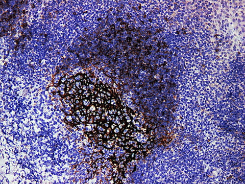 CD23 Monoclonal Antibody Stored at -20°C