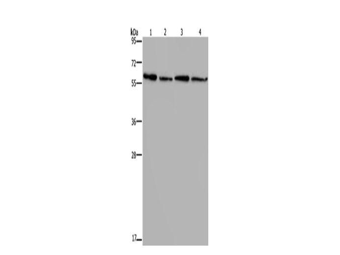 CD297 Polyclonal Antibody Store at -20°C