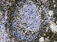 CD3 Monoclonal Antibody Stored at -20°C
