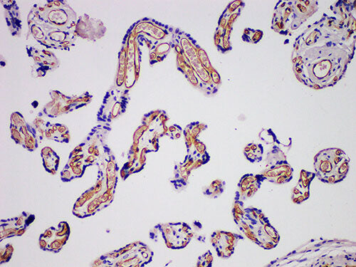 CD31 Monoclonal Antibody Stored at -20°C