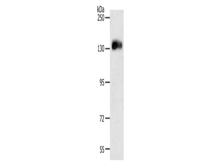 CD31 Polyclonal Antibody Store at -20°C, Biomarkers, Elabscience Biotechnology, MSE Supplies