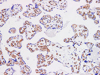 CD34 Monoclonal Antibody Stored at -20°C