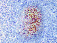 CD35 Monoclonal Antibody Stored at -20°C