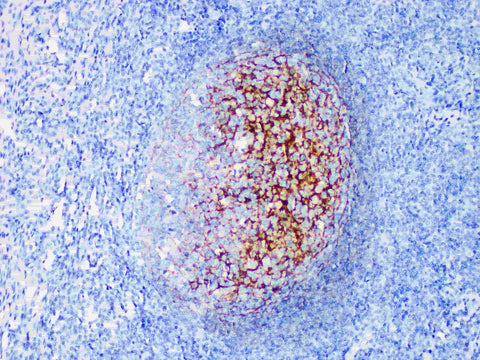 CD35 Monoclonal Antibody Stored at -20°C